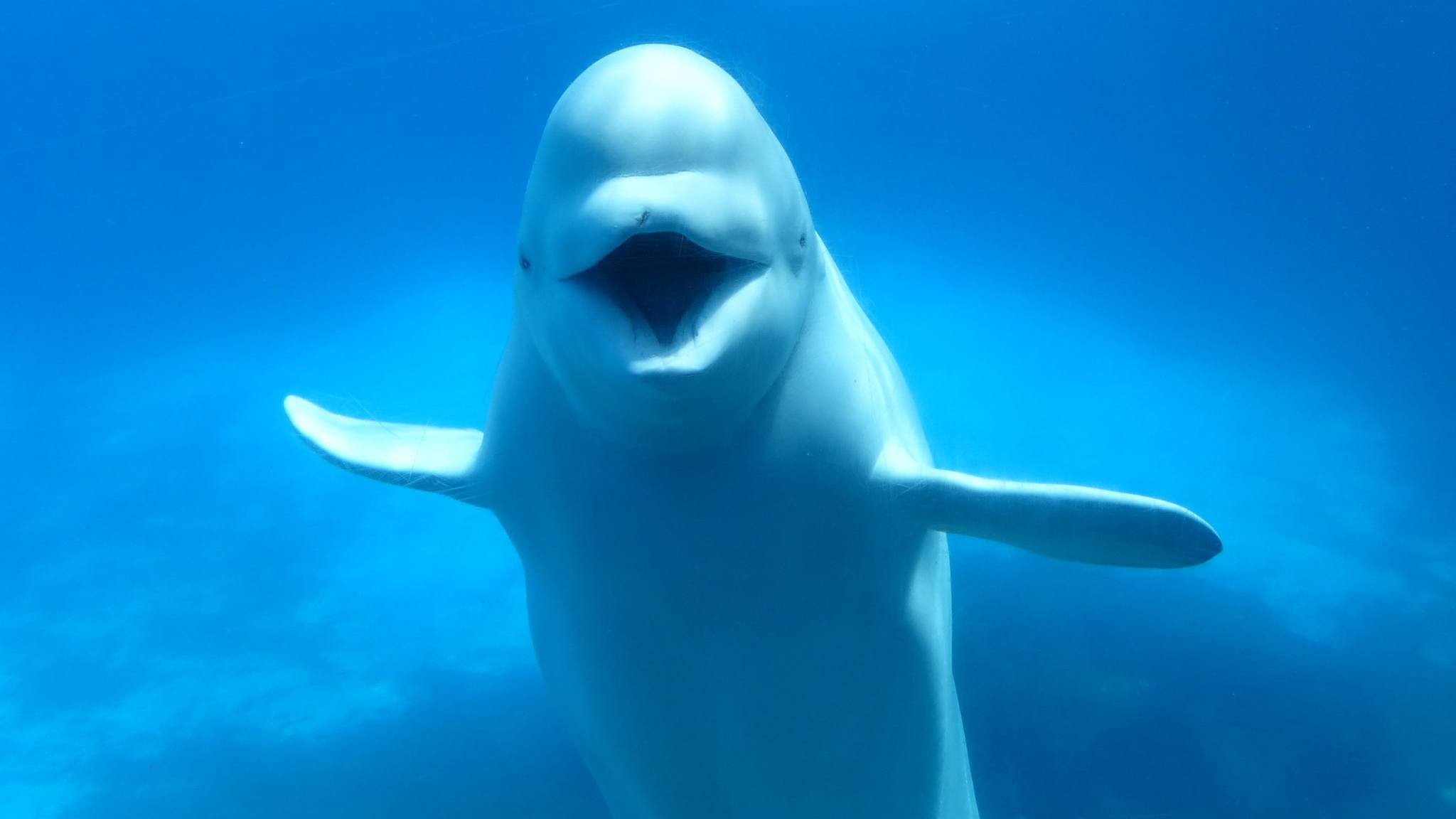 Mystic - Sea Everything